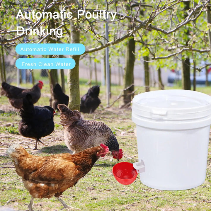 Automatic poultry waterer cups installed in a chicken coop, providing constant fresh water for farm birds.