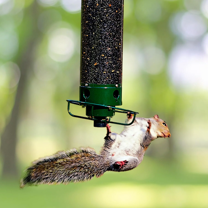Advanced squirrel-proof bird feeder for wild birds. Durable metal design, perfect for garden & backyard birdwatching.