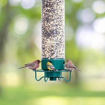 Wild birds enjoying seeds from an advanced squirrel-proof bird feeder. Enhances backyard wildlife & birdwatching.
