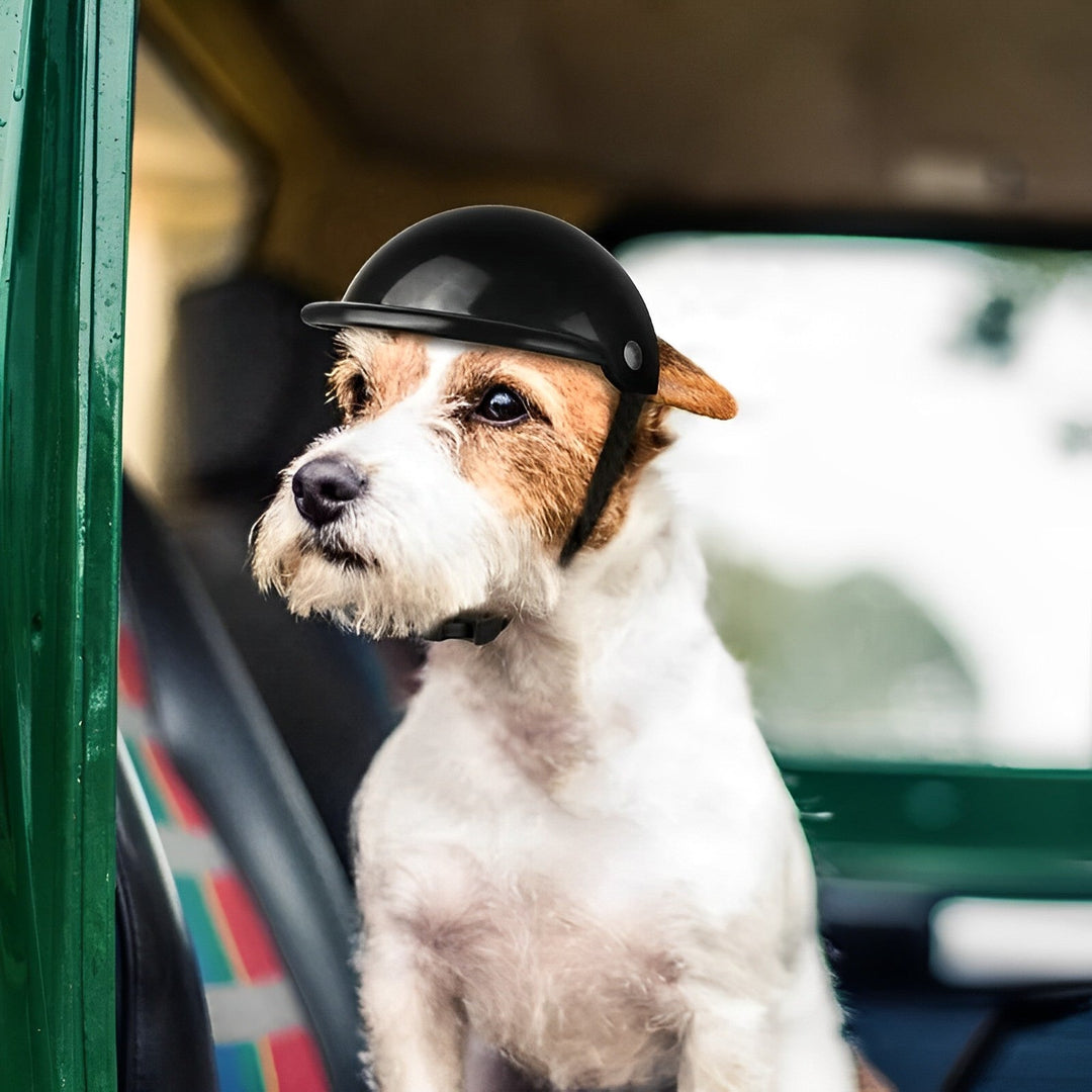 Adventure dog wearing protective motorcycle helmet & goggles for safety on rides. Stylish pet gear.