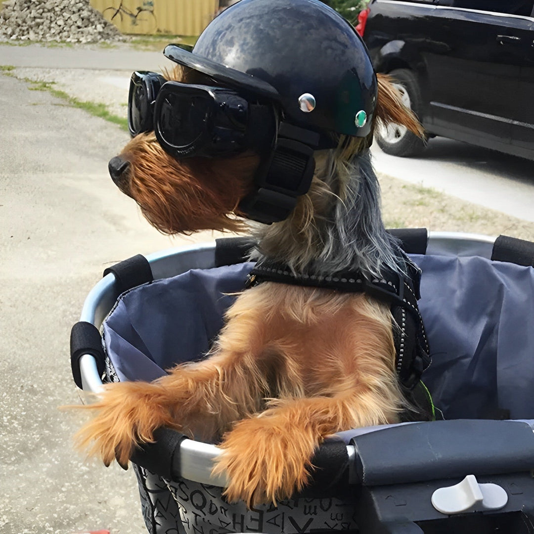 Small dog wearing durable motorcycle helmet & goggles, ready for safe, adventurous rides. Pet protection.