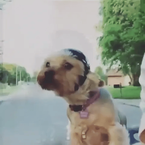 Protective dog helmet & goggles, ideal pet accessories for motorcycle dogs. Ensures safety & comfort.
