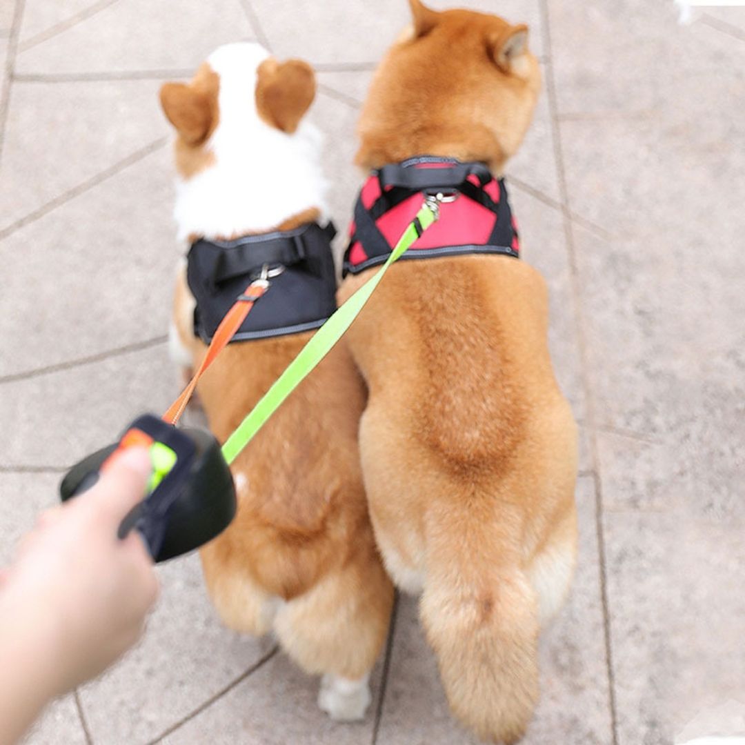 Comfortable grip dual dog leash for walking two pets simultaneously. Tangle-free design ensures smooth, enjoyable outdoor walks.