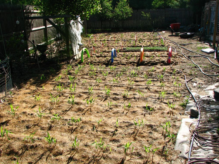 Water-saving automatic drip irrigation system, perfect for efficient garden & plant care.