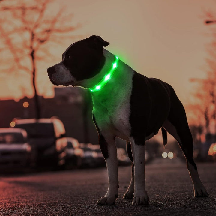 Bright LED AirTag dog collar for enhanced nighttime visibility and pet safety during walks.