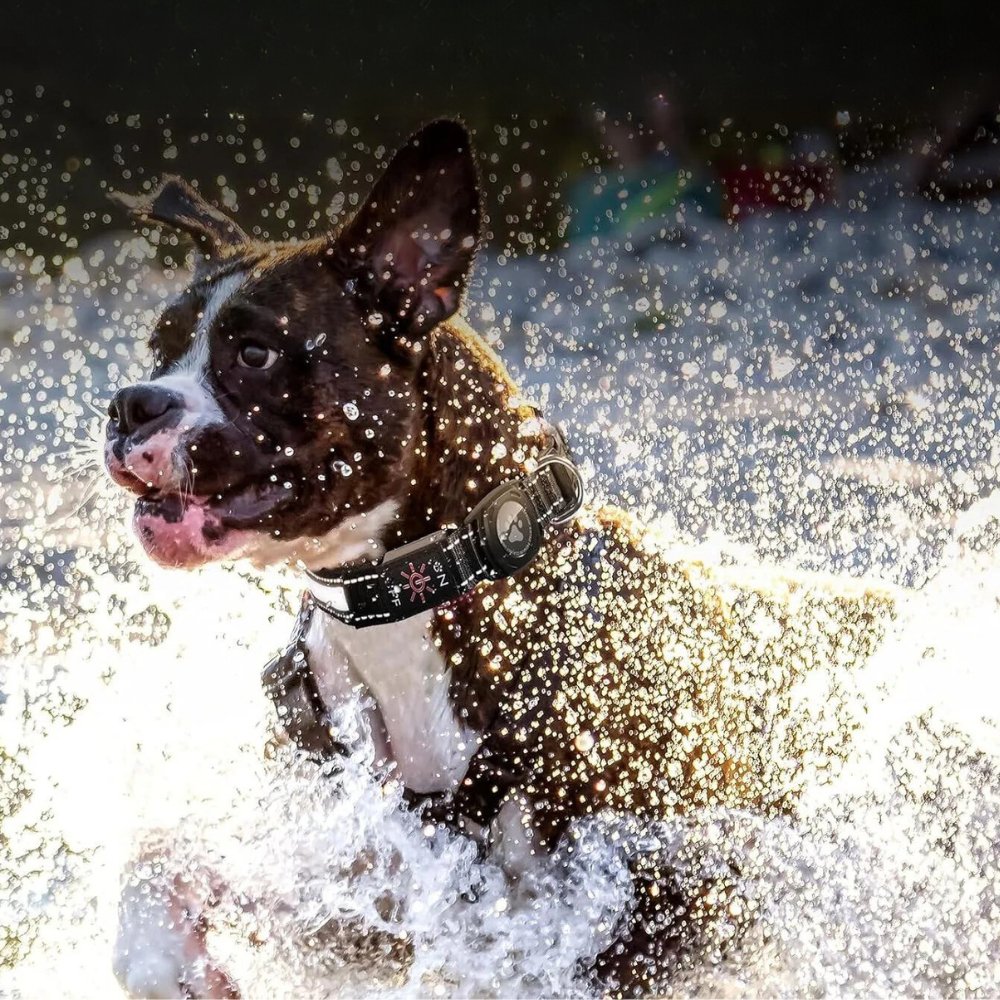 Durable waterproof LED AirTag dog collar, perfect for all weather, with secure GPS tracking.