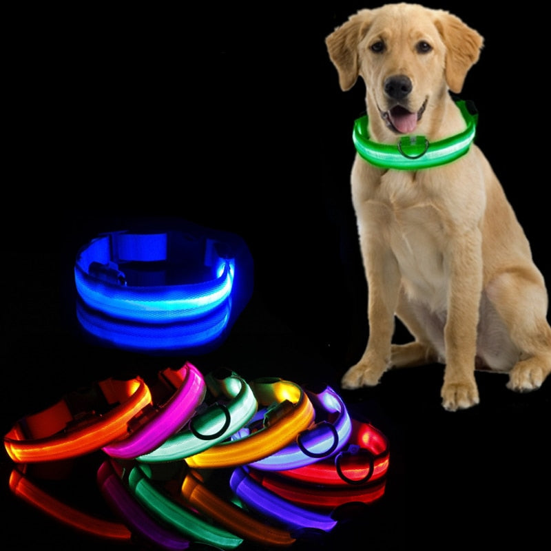 Bright LED dog collar ensures nighttime visibility & pet safety during walks. Rechargeable GlowCollar for dogs.