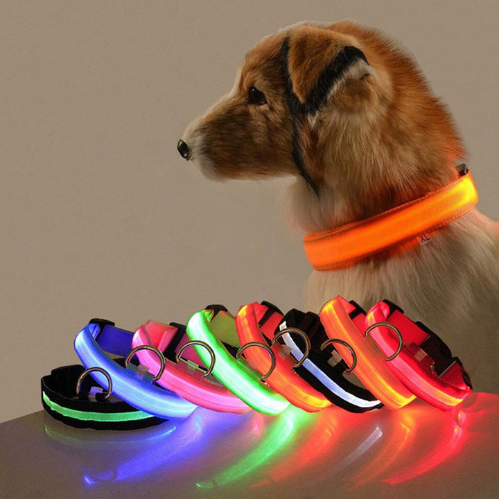 High-visibility LED dog collar, perfect for night walks. Rechargeable pet safety gear, GlowCollar.