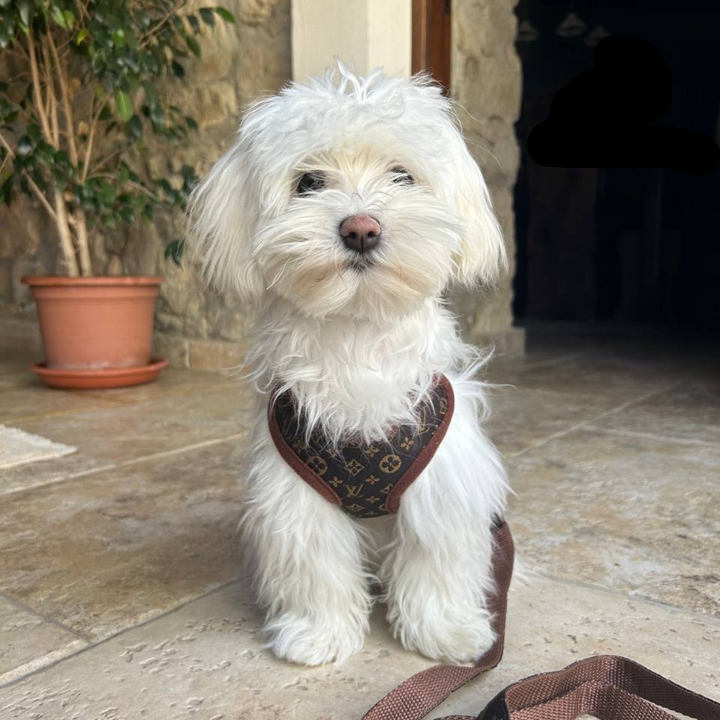 Brown dog harness and leash set, comfortable no-pull control, adjustable for small to medium dogs.
