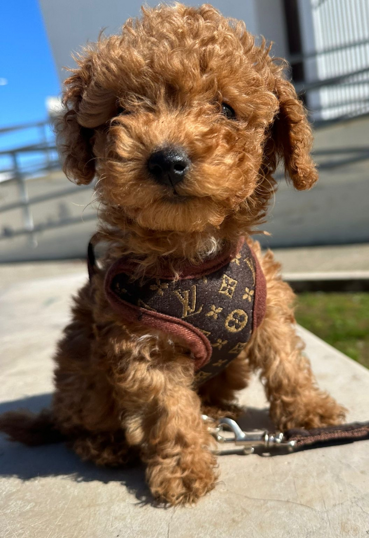 Adjustable brown dog harness and leash set. Breathable, comfortable, and no-pull design for various dog sizes.