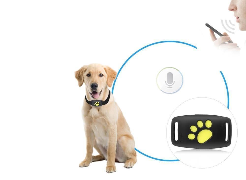 Smartphone screen displaying real-time cat GPS tracking map with pet's location, ensuring pet safety without subscription.