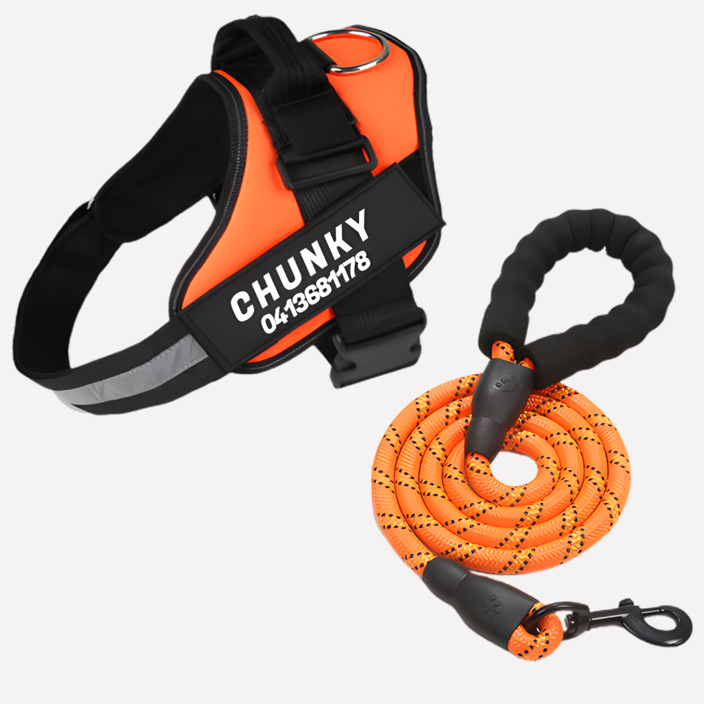 Back view of a dog in a durable anti-pull harness, perfect for dog walking accessories & control.