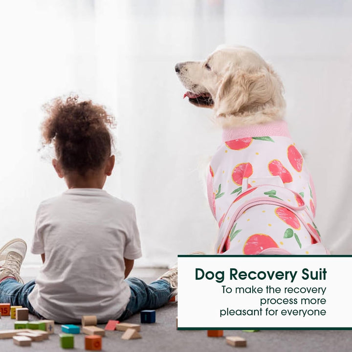 Dog playing gently while wearing a blue pet recovery suit, allowing movement.