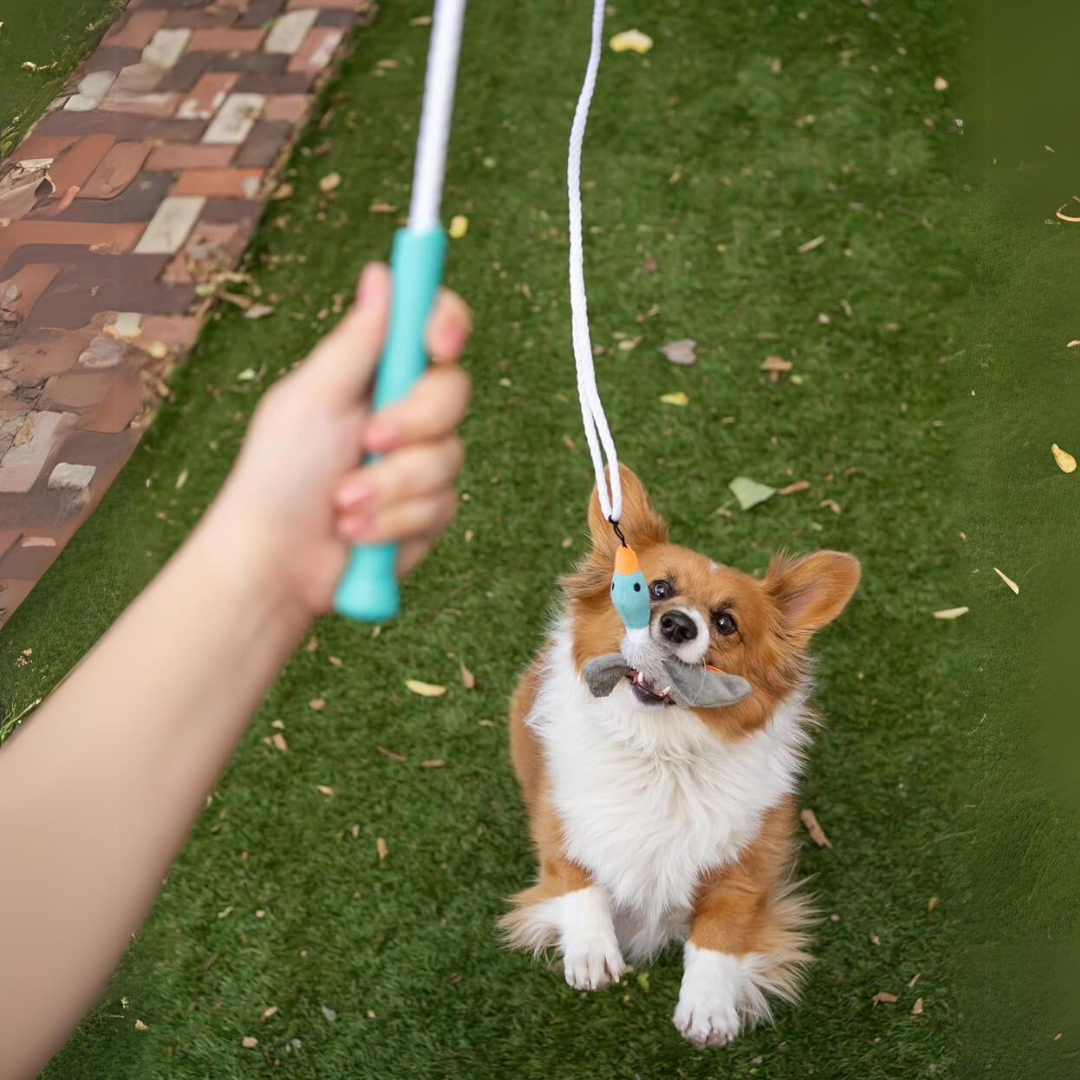 Pet owner using an interactive tail teaser dog toy to play with their dog outdoors