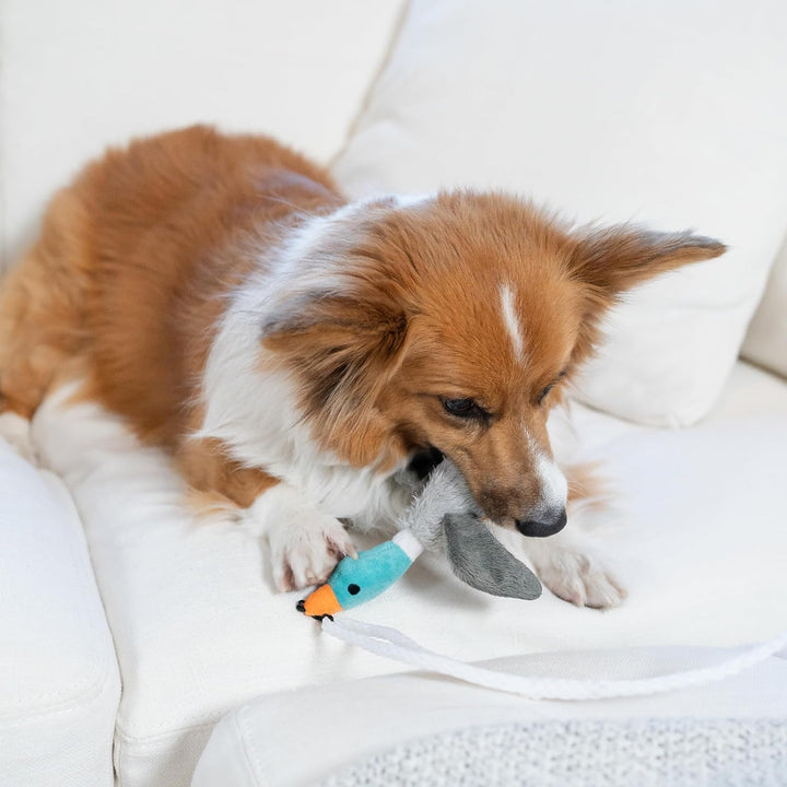 Joyful dog mid-air, leaping to catch a tail teaser play stick during interactive play