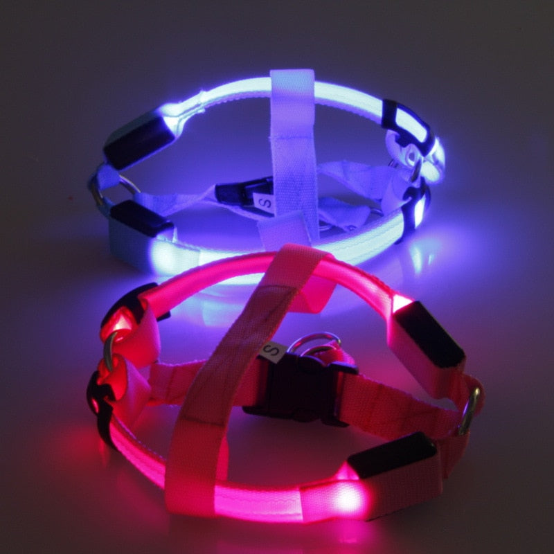 Dog enjoying a night walk in a bright LED safety dog harness, providing excellent visibility & peace of mind.
