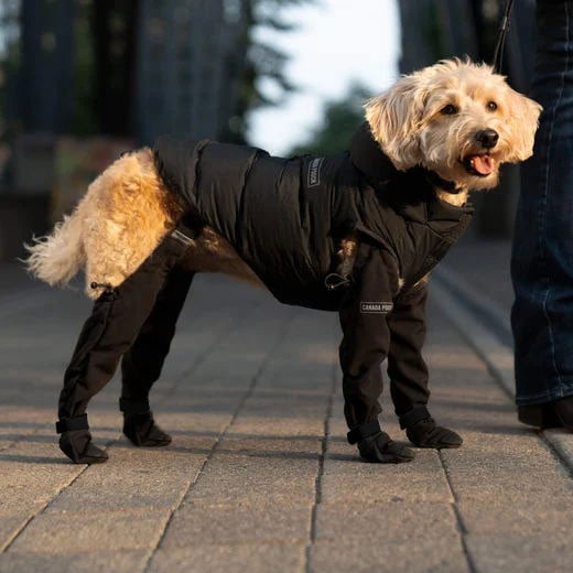 Adventure dog boots: PawShield durable footwear offers superior paw protection for all-weather outdoor exploration.