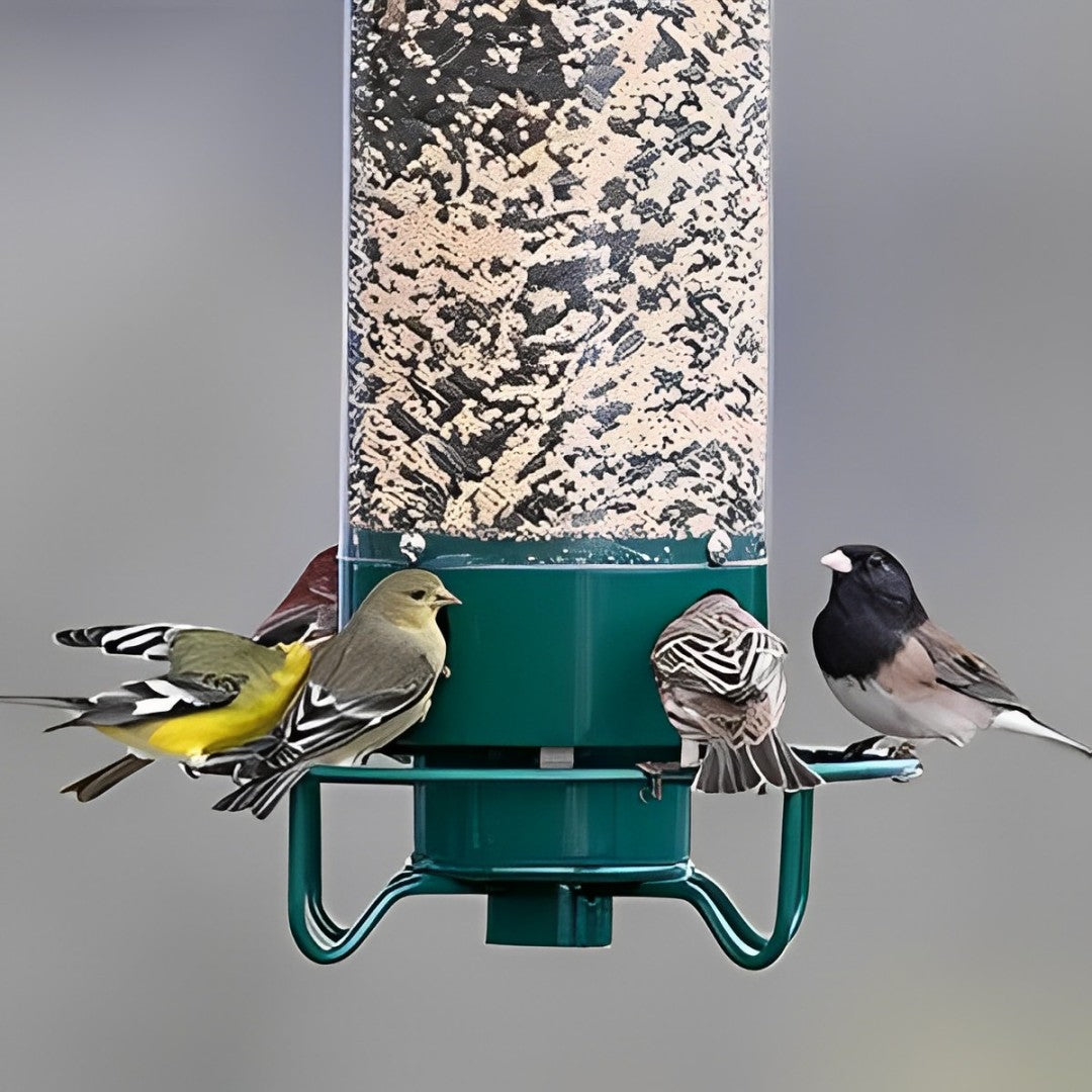 Hanging wild bird feeder, robust & squirrel-resistant, for outdoor garden bird watching.