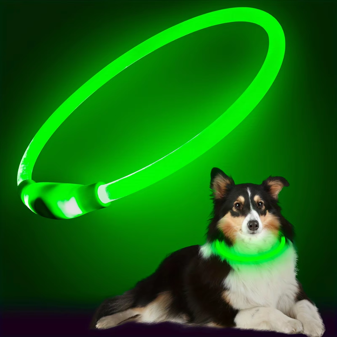 High-visibility LED dog collar, rechargeable via USB, for safe night walks with pets