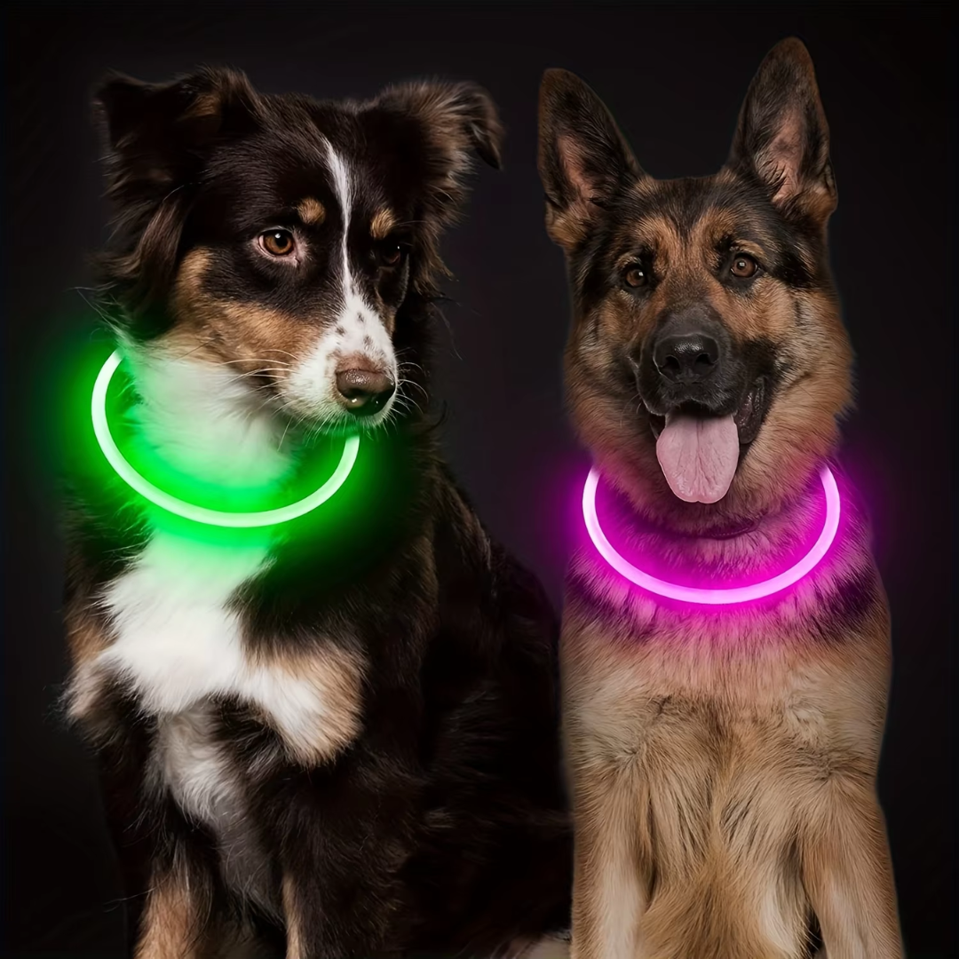 Bright and safe LED dog collar, USB rechargeable, ideal for active dogs at night