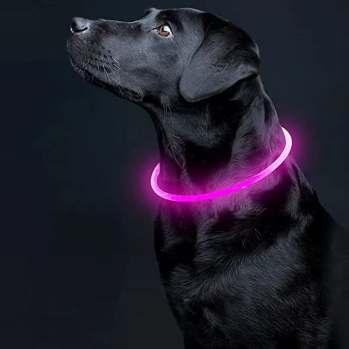 Stylish LED dog collar, USB rechargeable, combining pet safety with modern design