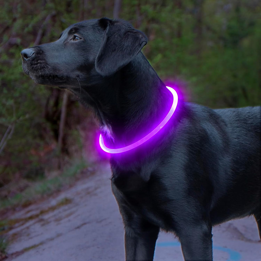 Bright red LED dog collar, USB rechargeable, ensures visibility for night walks