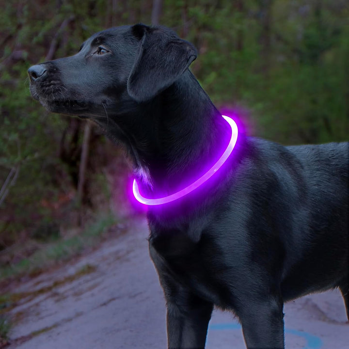Bright red LED dog collar, USB rechargeable, ensures visibility for night walks