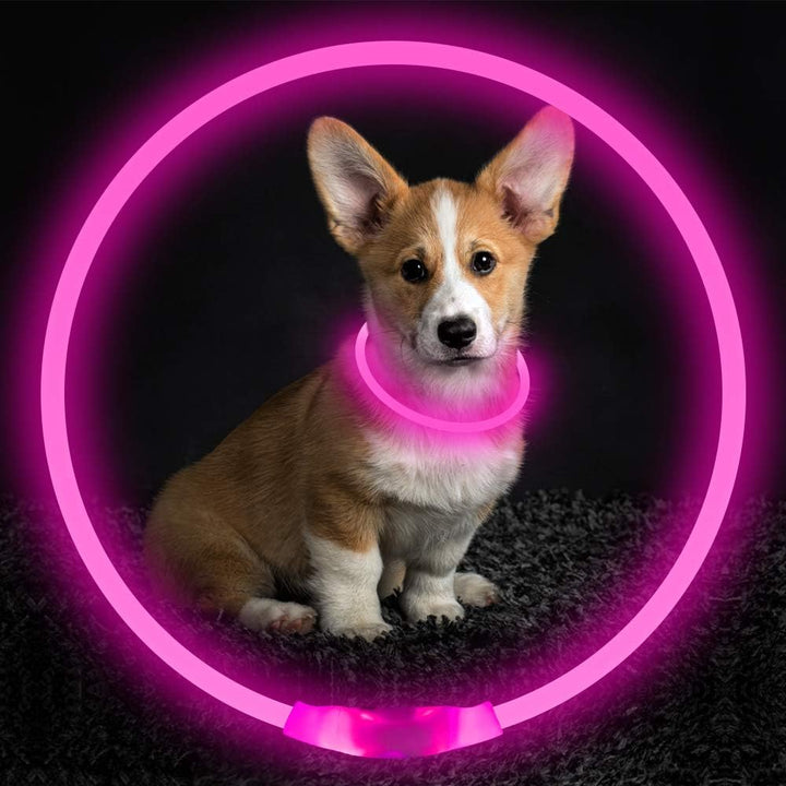 Light-up LED dog collar, USB rechargeable, a crucial pet safety product for night