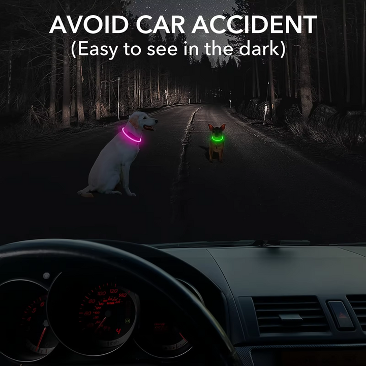 Adjustable LED dog safety collar, rechargeable USB, perfect for evening walks