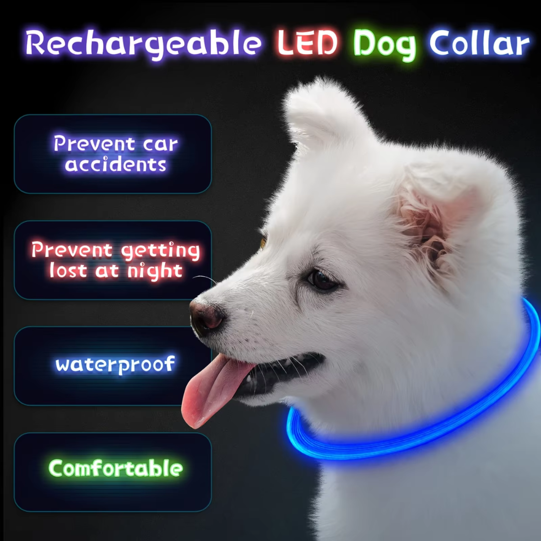 Orange LED dog collar, USB rechargeable, highly visible pet accessory for safety