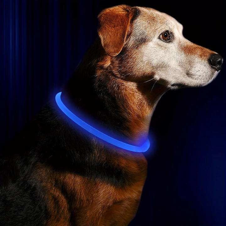 Pet accessory: USB rechargeable GlowSafe LED dog collar for improved visibility