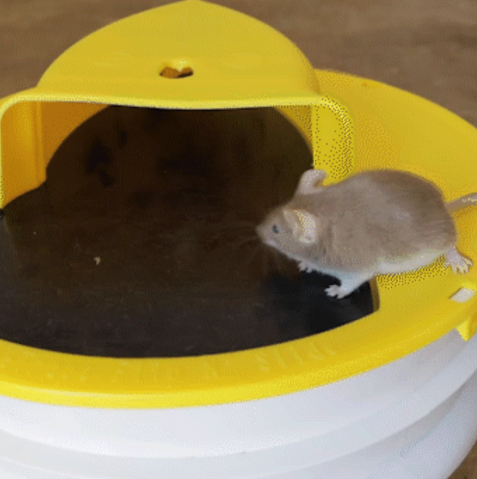 Humane bucket lid mouse & rat trap, no-kill solution for safe home pest control.