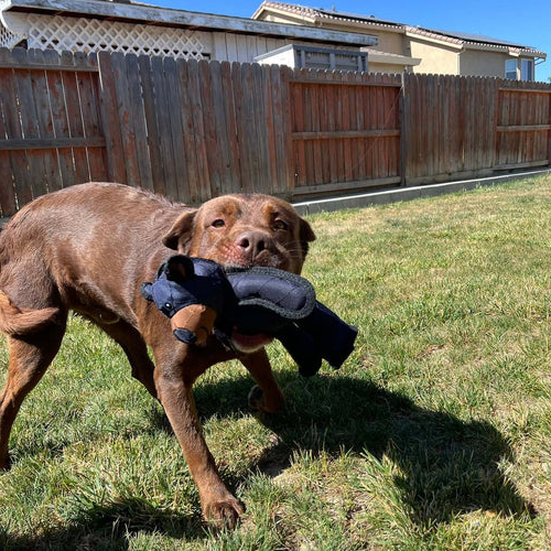 Engaging & indestructible bear dog toy. Interactive pet play for heavy chewers, ensuring long-term durability.