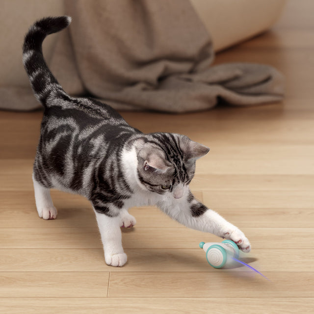 Interactive chew-resistant cat toy for endless feline play. Keeps your cat engaged and active for hours.
