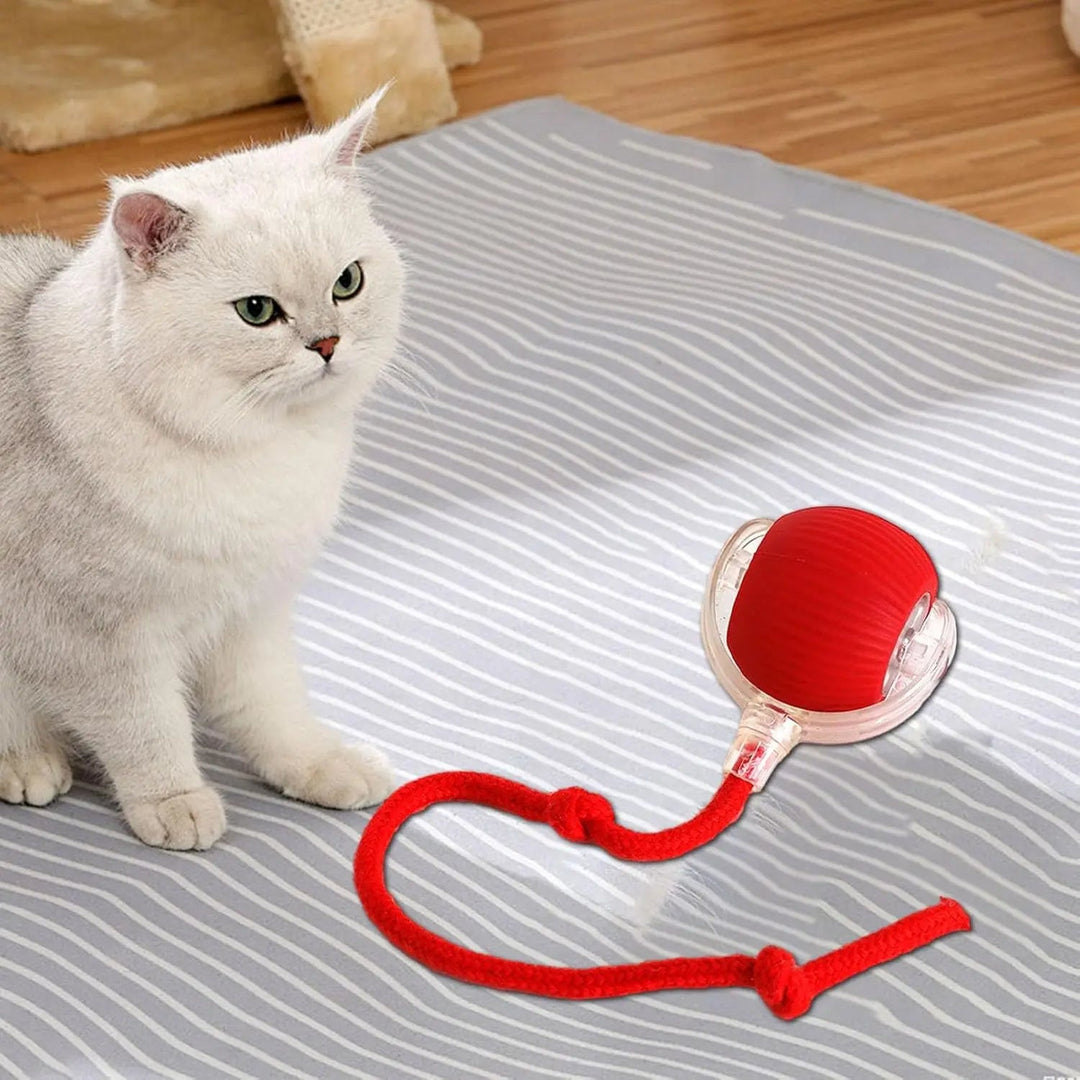 Interactive dog & cat toy ball. Rechargeable smart pet toy for automatic indoor play and enrichment.