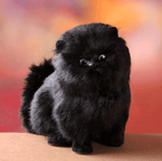 All in Black