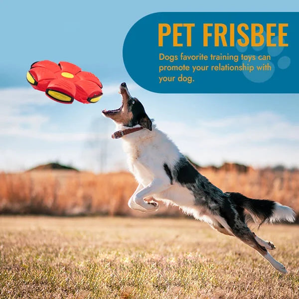 Multi-functional dog toy: a flat flying saucer that converts into a sturdy ball for interactive fetch.