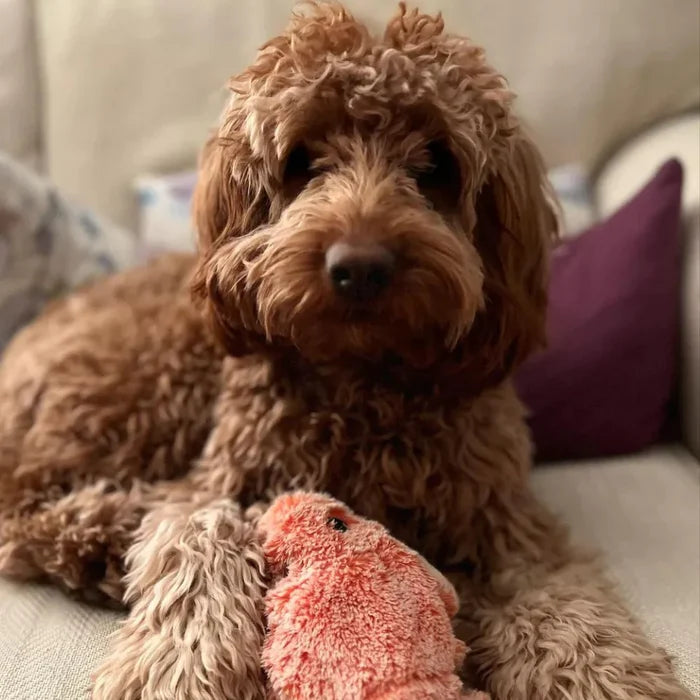 Durable motion sensor PlayPal dog toy. Great for active pups, interactive play, and boredom relief.