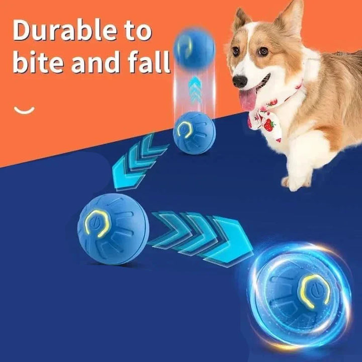 Puppy enjoying the rechargeable interactive bouncing dog ball.