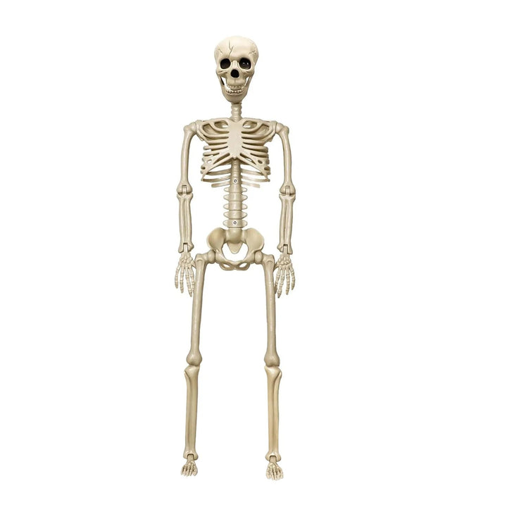 Adjustable life-size Halloween skeleton decoration, ideal spooky prop for outdoor yard or indoor party supplies.