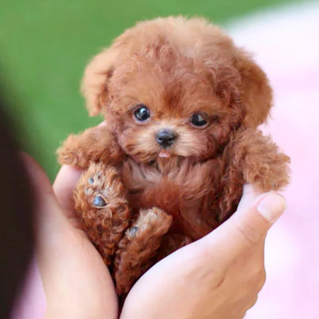 Electronic companion pet: a cuddly interactive robotic toy dog, great gift for children.