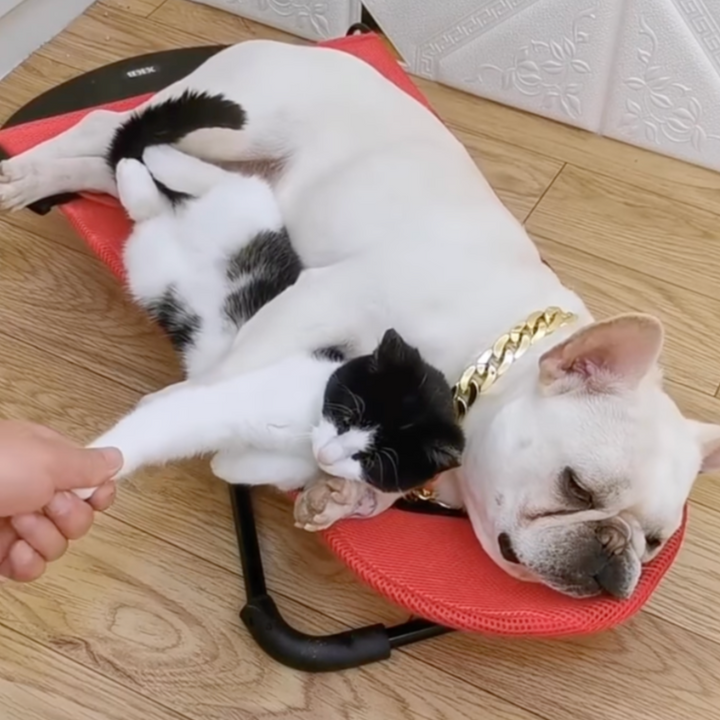 Swingo luxury dog rocking chair as a modern indoor pet bed, offering comfort & relaxation for your dog.