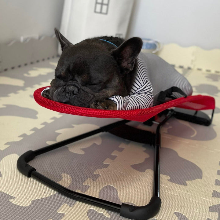 Portable Swingo luxury dog rocking chair outdoors on a patio, perfect outdoor pet bed for canine comfort.