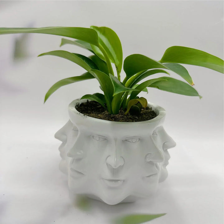 Contemporary 3D face planter pot, 'FaceBloom'. Sculptural design for succulents & small indoor plants.