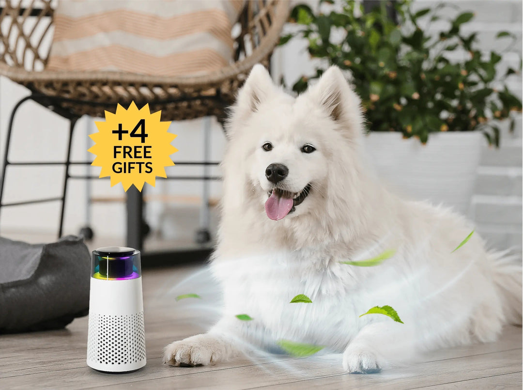 PetFresh Home Odor Eliminator & Humidifier, maintaining a healthy, fresh, pet-friendly atmosphere.