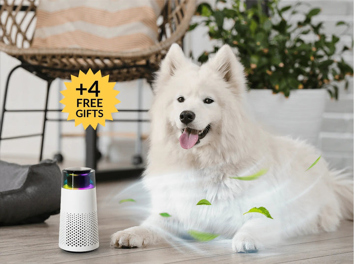 PetFresh Home Odor Eliminator & Humidifier, maintaining a healthy, fresh, pet-friendly atmosphere.