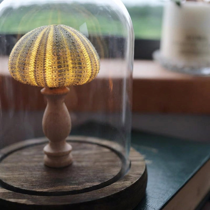 Close-up of Ocealyn LED night light, showcasing detailed seashell design and warm glow