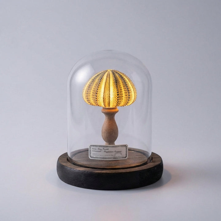Accent lighting from Ocealyn seashell night light, adding oceanic charm to decor