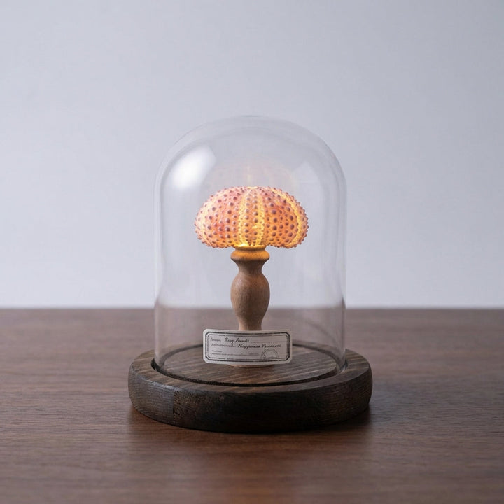 Elegant Ocealyn LED night light featuring a natural seashell enclosed in a glass dome