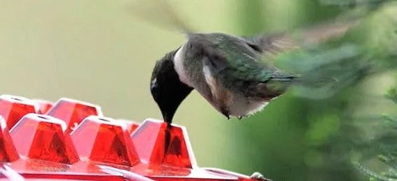 Bright red hummingbird feeder featuring multiple perches and ant-proof moat, ideal for nectar feeding.